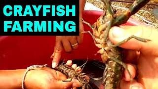 Breeding CRAYFISH Successfully In Tanks amp Ponds Home SetUp [upl. by Trammel]