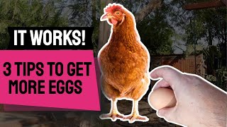 3 Tips to GET MORE EGGS From Your Chickens [upl. by Alakcim]