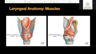 The Esophagus Anatomy PART 2 [upl. by Swehttam756]