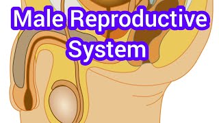 Male Reproductive System [upl. by Zacks]