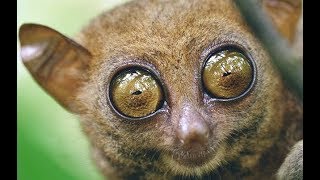 Tarsiers  Cute Little Primates from South Asia [upl. by Ahsimat779]