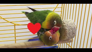 Fischers Lovebird Mating Ritual [upl. by Otiragram237]