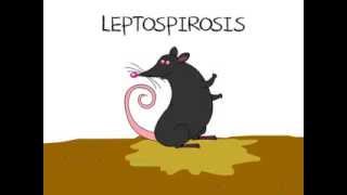 Leptospirosis [upl. by Eiramanna]