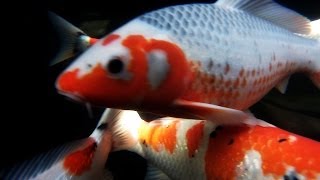 Asagi And Shusui Koi Types Tutorial [upl. by Noitsuj]