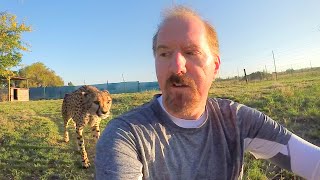 Turning Your Back To Leopards amp Cheetahs  BIG CATS Show Their Predatory Nature Part 2 [upl. by Naihtsirc]