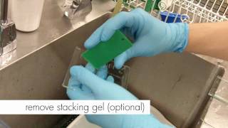 How to Stain an SDSPAGE gel [upl. by Ravo]