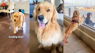 Golden Retrievers Funniest Moments [upl. by Kosel579]