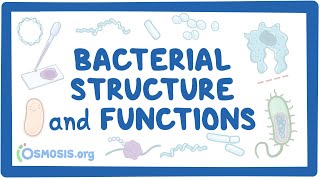 Bacterial Structure and Functions [upl. by Mathis]