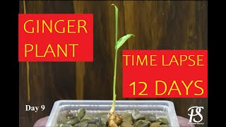 Ginger Timelapse  Ginger rhizome growing in water for 12 days [upl. by Ailuig845]