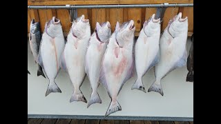 Hunting For Halibut Ketchikan Alaska [upl. by Ahselet]