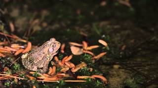 American Toad Calling [upl. by Orazio]