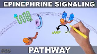 Epinephrine Signaling Pathway [upl. by Allit]