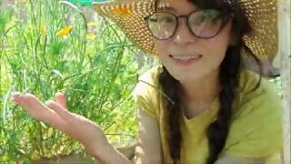 Harvesting California Poppy Seeds [upl. by Girardo]