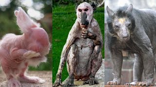 These 15 Animals Without Hair Are Barely Recognizable [upl. by Anemix]