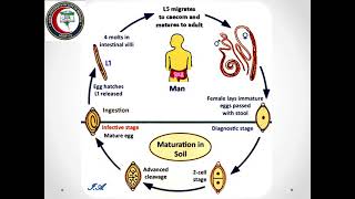 Trichuris trichiura Year1 Sem2 [upl. by Oinigih901]