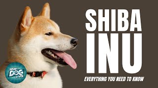 Shiba Inu Dogs 101  Small Dog Big Attitude [upl. by Ahsilla554]