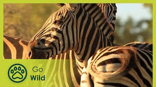 Zebra  Africas Wild Wonders  Go Wild [upl. by Ahtaga]