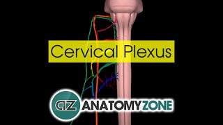 Cervical Plexus  Anatomy Tutorial [upl. by Azriel875]