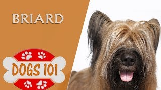 Dogs 101  BRIARD  Top Dog Facts About the BRIARD [upl. by Market]