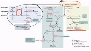 Purines amp Pyrimidines for the USMLE Step 1 [upl. by Patrizio253]