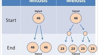 Mitosis vs Meiosis [upl. by Nalim]