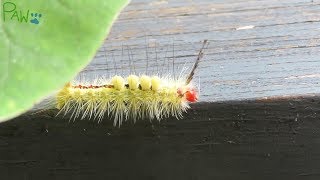 Fuzzy Stinging Caterpillar is Stunningly Beautiful  WhiteMarked Tussock Moth Caterpillar [upl. by Benson]