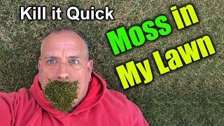 Get rid of Moss in Lawn  How To [upl. by Applegate]