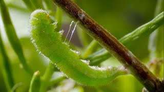 Caterpillar Cocoon Timelapse  BBC Earth [upl. by Fogel]