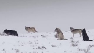 These Wolves Are Hungry for Elk  BBC Earth [upl. by Averi]