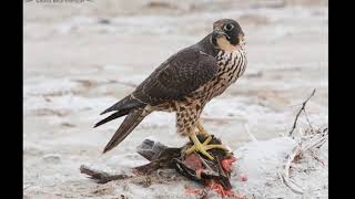 10 Facts About Peregrine Falcons [upl. by Swor]