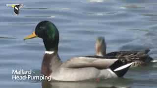 Duck Courtship Behavior [upl. by Keelby]