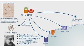 Alzheimers Disease APP Processing amp Amyloid Plaque Formation [upl. by Taveda]