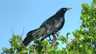 GreatTailed Grackle Calls [upl. by Catie469]