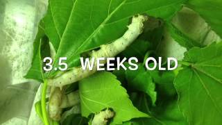 Silkworm lifecycle worm to cocoon [upl. by Nnylsoj81]