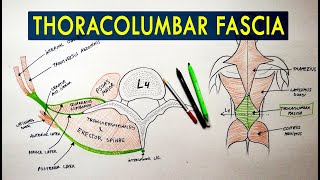 Thoracolumbar Fascia  Anatomy Tutorial [upl. by Nauqan]