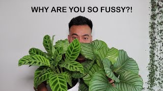 How To Care For Calathea  Houseplant Care Tips [upl. by Ajna]