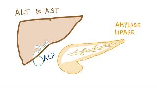 SGPT  ALT Blood Test in Urdu Hindi  SGPT Normal Range Treatment amp Diet  Irfan Azeem [upl. by Conn941]