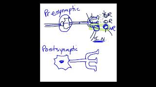 Presynaptic vs Postsynaptic Inhibition [upl. by Otrebor]