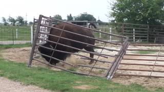 how a bison fixes a fence [upl. by Uokes]