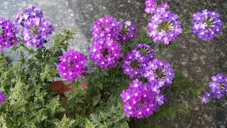 Verbena types and varieties [upl. by Vogeley]