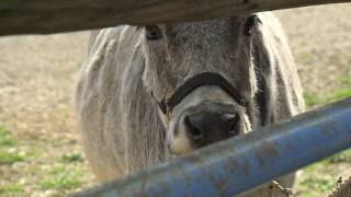 Zebu Cows [upl. by Nneb]