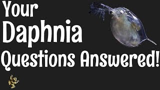 Daphnia Questions Answered [upl. by Tillman577]