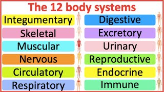 12 Organ Systems  Roles amp functions  Easy science lesson [upl. by Sturges115]