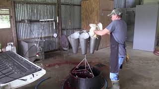 Raising meat chickens from chicks to processing [upl. by Yazbak]