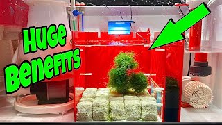 IN SUMP REFUGIUM Setup FOR SALTWATER AQUARIUM STUNNING [upl. by Leunad]