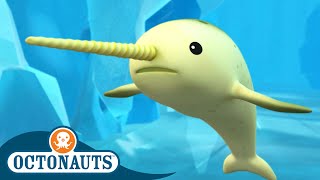 Octonauts  🐋 The Narwhal 🧊  Season 1  Full Episodes  Cartoons for Kids [upl. by Izy]