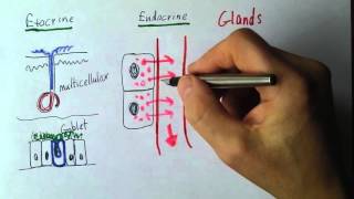 Endocrine 1 Exocrine and endocrine glands [upl. by Nadiya46]