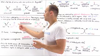 Deamination of Amino Acids [upl. by Ettolrahc2]