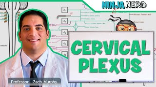 Neurology  Cervical Plexus [upl. by Issy69]