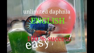 daphnia moina culture Easy way Unlimited production English  with sub Green water Chlorella [upl. by Tennaj336]